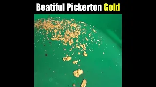 Gold Pickers from the famous Pickerton Claim!