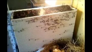 Camponotus fellah Photophobia Timelapse 16x