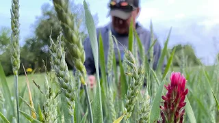 Food Plot Cover Crop For All Wildlife