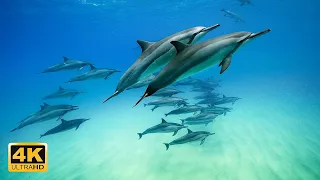 2 hour 4K Magnificent Underwater Views