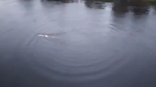 Человек Прыгнул с моста в воду