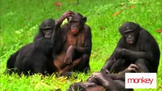 Обезьяны отжигают / Monkeys make fun