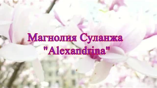 Посадка магнолии осенью ❤ Магнолия Суланжа Alexandrina