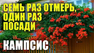 Кампсис - ЛУЧШИЙ ОБЗОР. Все о кампсисе, как и где сажать, ухаживать, поливать, удобрять.