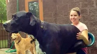 Big Dogs Thinks They're Lap Dog Compilation