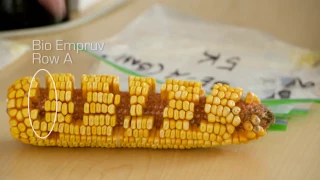 Bio Empruv - Corn Nutrition Testing with Jill Clapperton