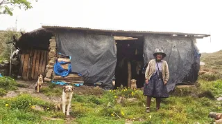 VIVE SOLA en el CAMPO con sus tres PERROS / Sierra de Ancash - Perú