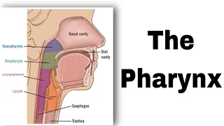 تشريح |pharynx | مرحلة ثانية طب الاسنان #anatomy