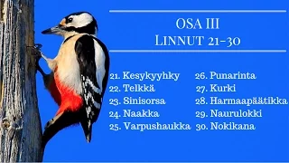 100 Suomalaista lintua Osa 3 Linnut 21-30