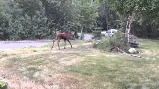 Baby moose calling mommy by JS