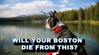 3 Common Causes Of Death In The Boston Terrier Dog Breed