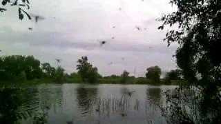Енот на рыбалке /Комары атакуют