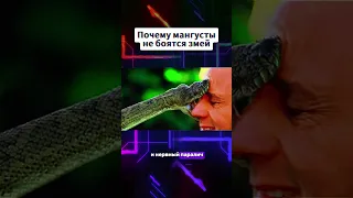 Почему мангусты не боятся змей #мангуст #мангусты #змеи