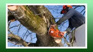 Foothills Tree Service & Stump Grinding - Bonney Lake, WA