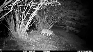 Deer cam Coyotes and 2 Bobcats