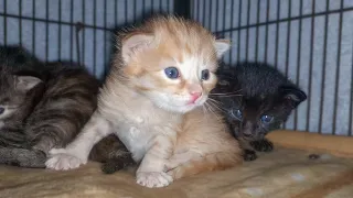 Newborn Kittens Adorably waiting for their Mother Cat to Feed them Milk - Rescued Kittens