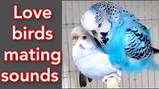 budgies mating call sounds / love birds mating call sounds / parakeets mating call sounds / animals