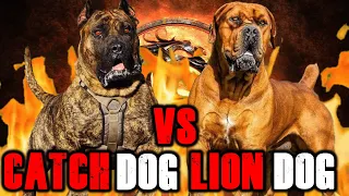 Presa Canario vs Boerboel | Boerboel vs Presa Canario | Best Guard Dog ?| Billa Boyka |