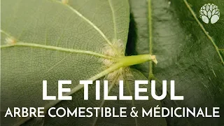 Tilleul, arbre comestible et médicinal