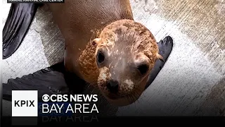 Baby Sea Lion Pup Saved by UCLA Rowing Team