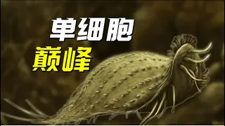 【鬼谷闲谈】纤毛虫：满级单细胞生物是怎样的存在？