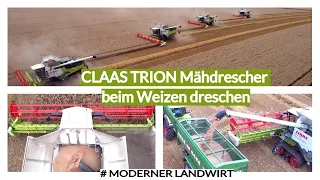 CLAAS TRION Mähdrescher beim Weizen dreschen - 750 Terra Trac/730 Montana/660 Terra Trac/530 Montana