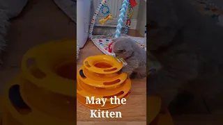 Cute Kitten | May the British Shorthair Kitten | 6 weeks old