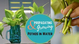 Propagating & Growing Pothos in Water