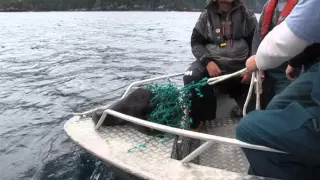 Sea Lion Pup Rescue - Engelfield Bay, BC