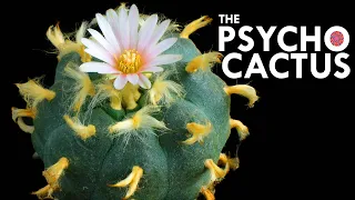 Peyote: The Cactus With Psychedelic Defenses