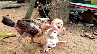 The war between chickens and monkeys vying for hot cakes/But funny