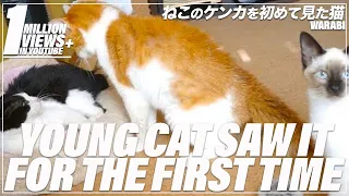 Young cat saw cats fight for the first time