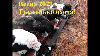 Сборник весенней охоты на селезня утки 2021!  Такого вы еще не видели! Стреляем селезней.