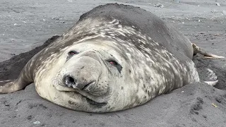 Mirounga leonina (Southern elephant seal from Livingston Island, Antarctica) Güney fil foku