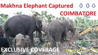 Capture And Radio collaring Of Makhna Elephant In Perur Coimbatore
