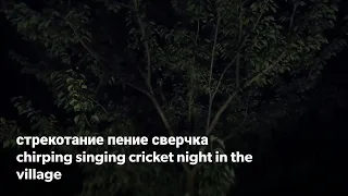 Стрекотание - звук/пение сверчка / сверчок звук | Chirping - the sound / singing of a cricket