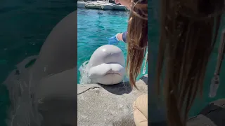 Beluga vocalization by Juno!