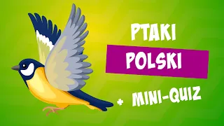 Ptaki Polski 🐦Ptaki żyjące w Polsce | Budowa ptaka | ptaki Polska