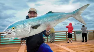 Ultimate Pier Trash Fish Catch, Clean & Cook! Massive Pier Bluefish