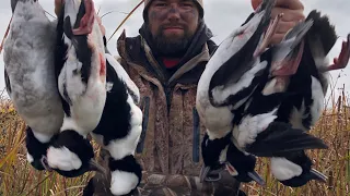 Hunting Diver Ducks In North Dakota