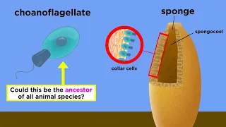 The Origin of Multicellular Life: Cell Specialization and Animal Development