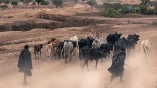 Feeding The Soil or Feeding The Cow