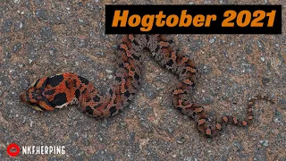 Epic Hogtober Roadcruising for Snakes in Georgia! Hognose Snakes, Pygmy Rattlesnake, and Big Timber!