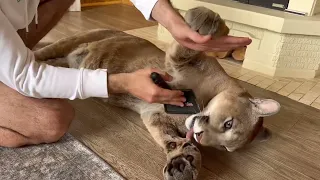 Messi takes a comb in his paws and asks to be scratched. Puma Messi and his fluffy leggings 😁