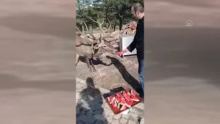 Doğaya bırakılan kızıl geyik, Spil Dağı'ndaki restoranın "müdavimi" oldu