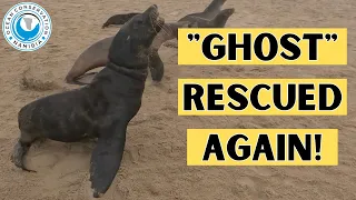 "Ghost" Rescued Again!