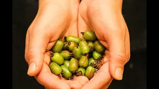 Propagating hardwood kiwi cuttings