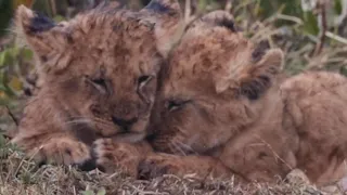 Two lion cubs are cold in the pouring rain, they need warmth to survive
