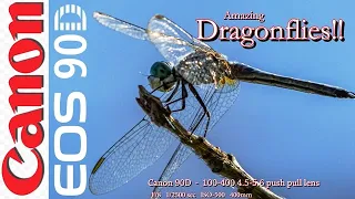 Dragonflies are simply amazing - So is my Canon 90D and OLD 100-400 F4.5-5.6  push/pull lens!