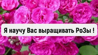 РОЗЫ. СДЕЛАЙТЕ ЭТО СРОЧНО ВАШИМ РОЗАМ, ДО ПЫШНОГО ЦВЕТЕНИЯ!